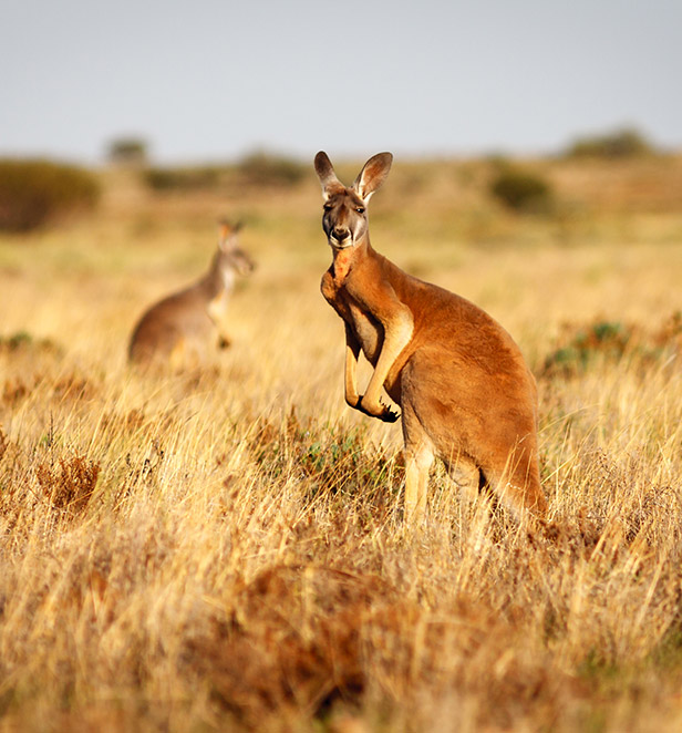 Kangaroos, Australia 