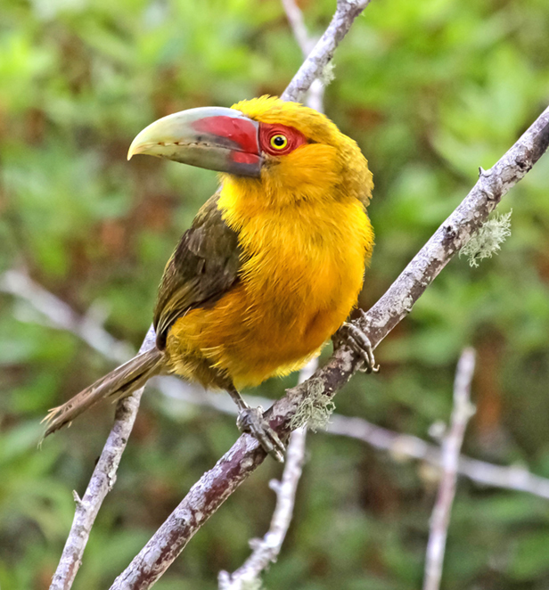 Mata Atlântica rainforest fauna, Brazil