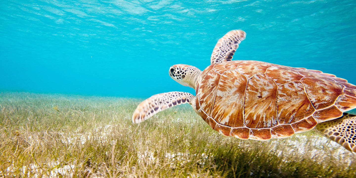 Turtle, Caribbean