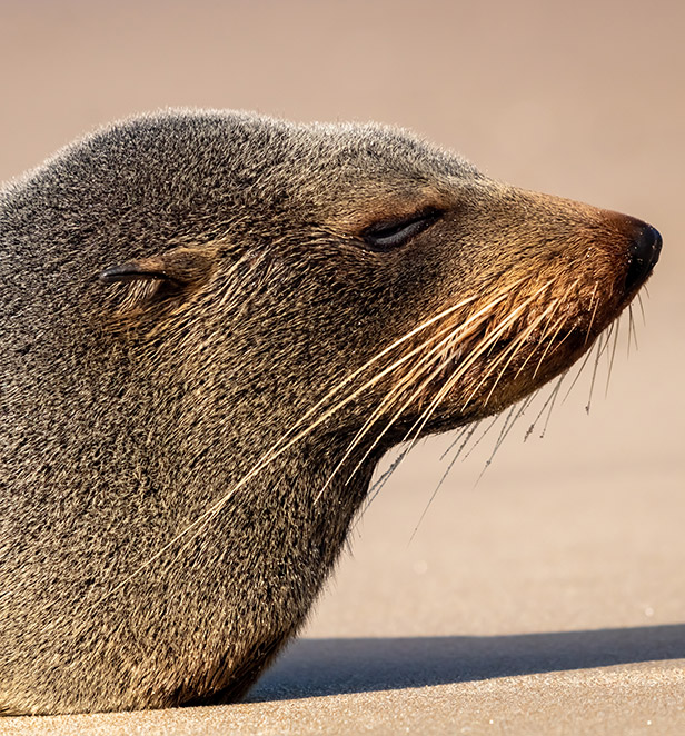  Fur Seal, Gisborne 