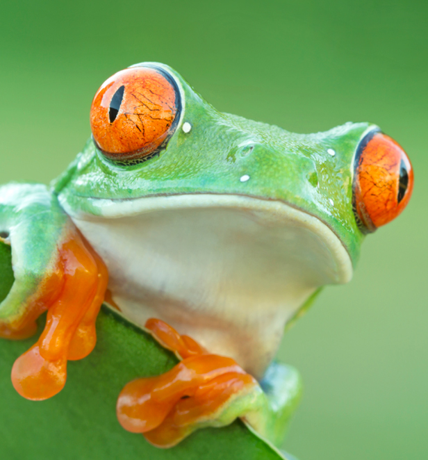 Red Eyed Tree Frog