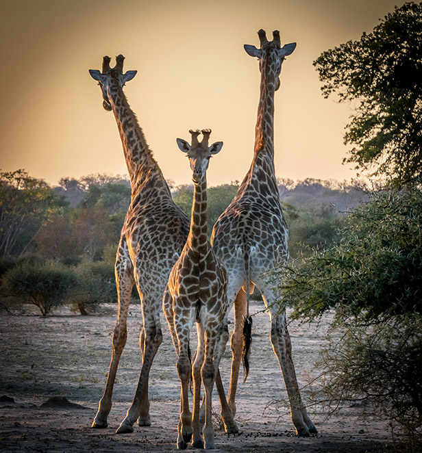 Giraffes in Kruger National Park 