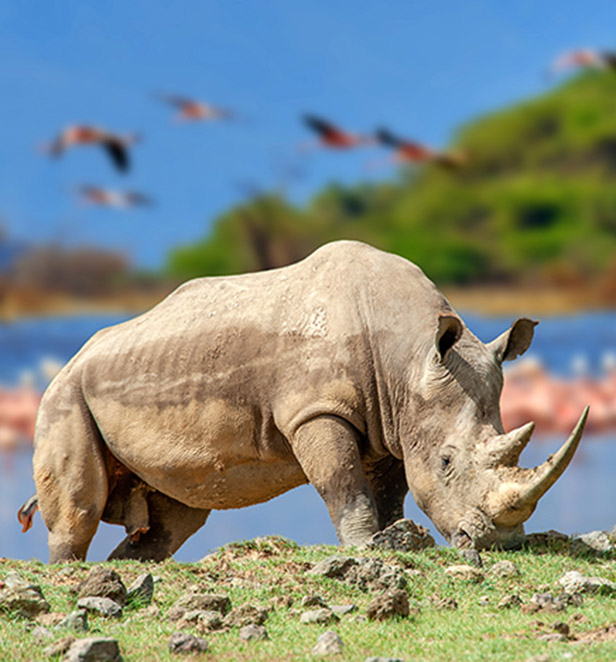 Rhin, Lake Nakuru National Park, Kenya 