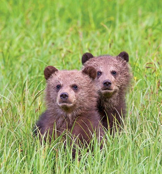 Grizzly bear cubs