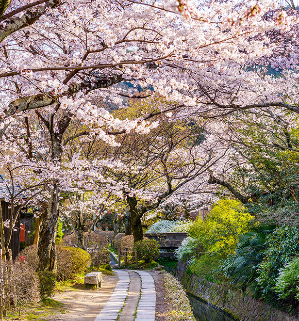 Pink cherry blossoms amongst the Philosopher Walk in Kyoto 