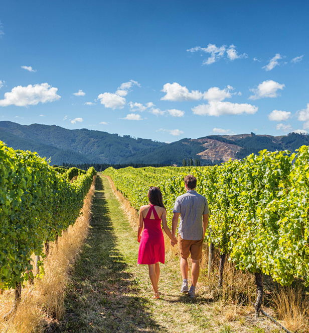 Vineyard in Marlborough 