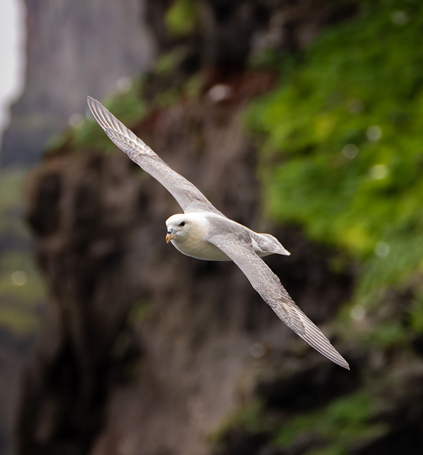 Seagull flying