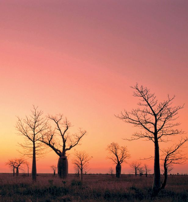 Boab trees in Kimberley, Western Australia