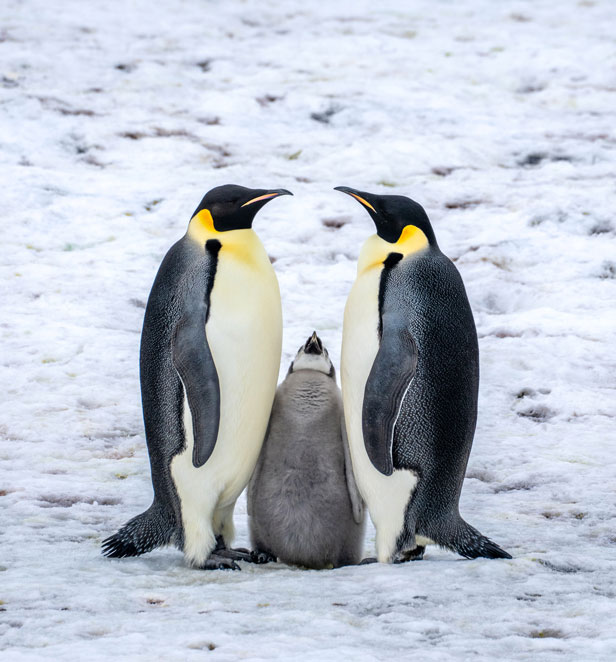 Emperor penguins on Snow Hill Island