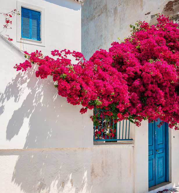 Bougainvillea growing on home in Greece