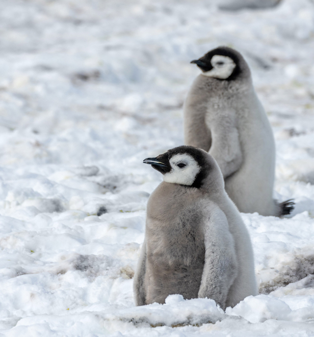 Two baby penguins