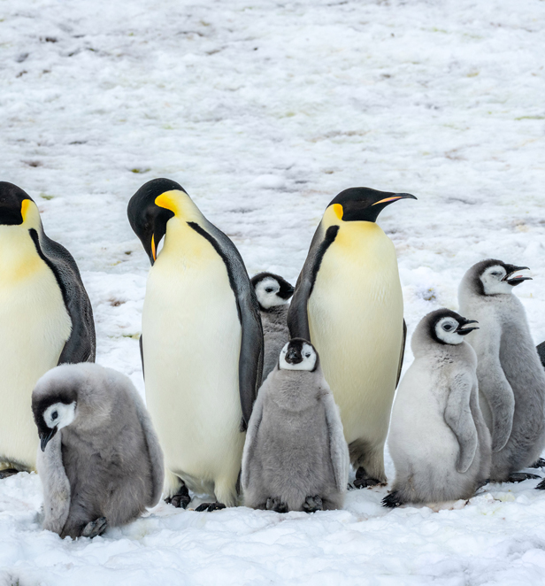 Penguins in the Arctic